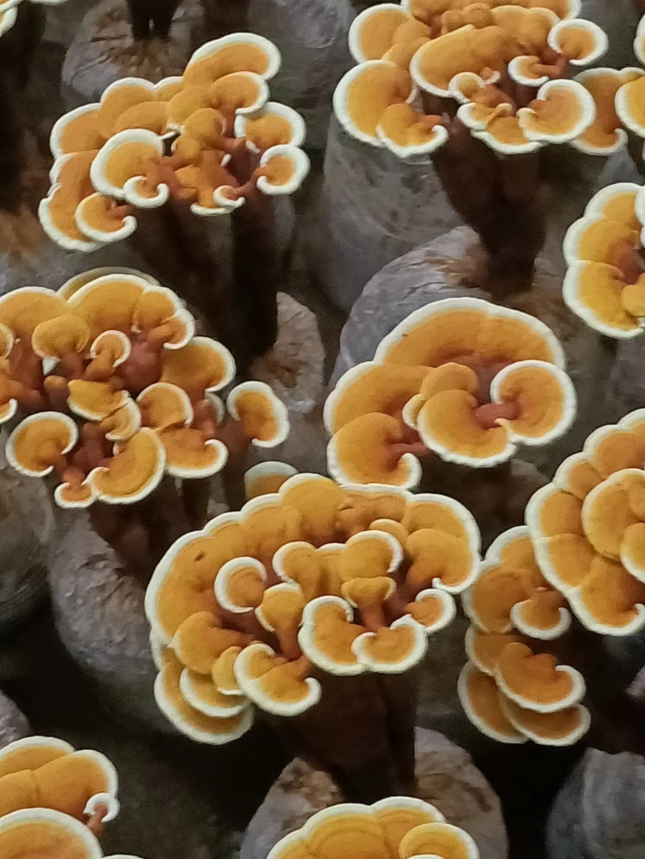 地上皇灵芝冠县和泰山双基地战略签署